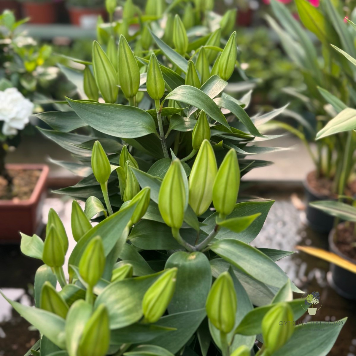 Λίλιουμ (Lilium spp.) - 17 cm